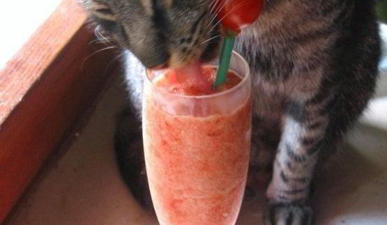 ледяной десерт sorbetto