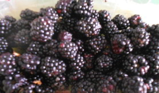 мороженое с ежевикой