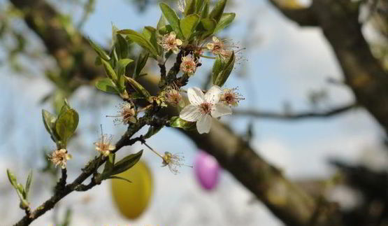 пасха-кулич