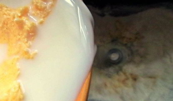 пасхальная коса с цукатами