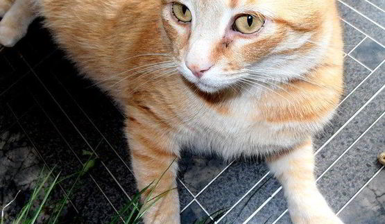 быстрые спагетти с мидиями