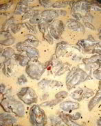 Куриные сердечки, тушенные в сливках