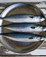 Провесная скумбрия