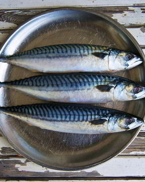 Провесная скумбрия