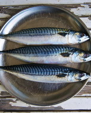 Провесная скумбрия