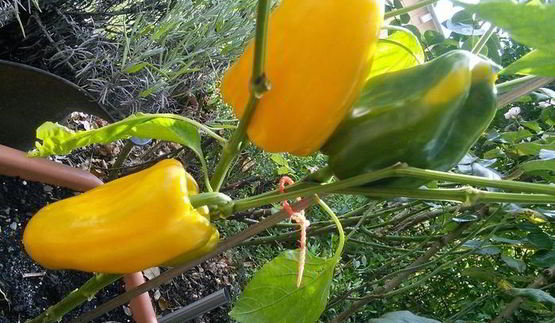 куриный шашлычок по-карибски с манговой сальсой