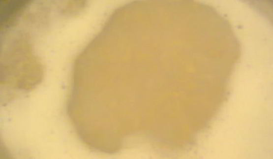 овсяный кисель