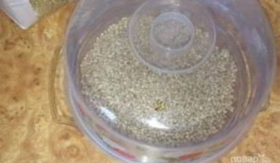 коктейль из пророщенных зерен гречихи