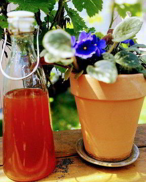 Ревеневый сироп