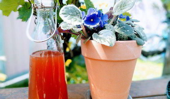 ревеневый сироп