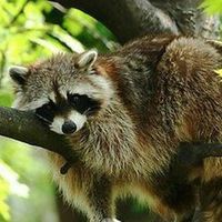 Янчик Ядошливая