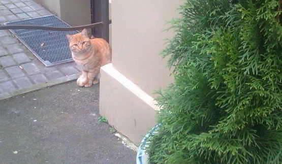 чизкейк в микроволновке