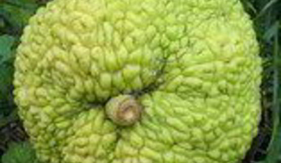 мартышкин хлеб