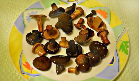 пицца с цветками цукини и лесными грибами