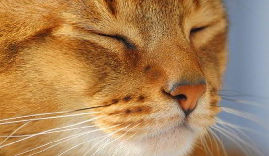 рыбная запеканка в листах нори и имбирное желе