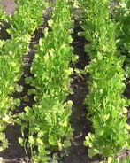 Кинза на зиму