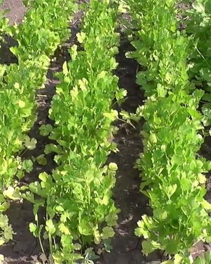 Рецепт кинзы на зиму