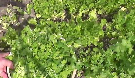 кинза на зиму