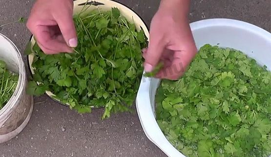 кинза на зиму