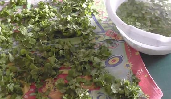 кинза на зиму