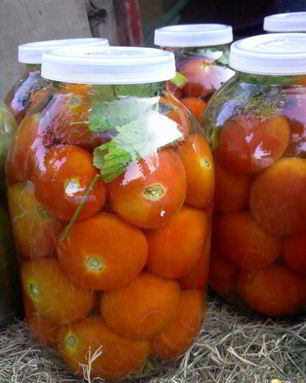 Квашенные помидоры по-Русаковски