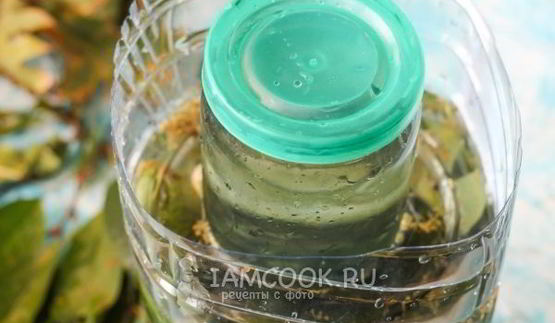 квашеные огурцы без стерилизации на зиму