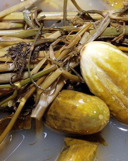 Рецепт квашеных огурцов