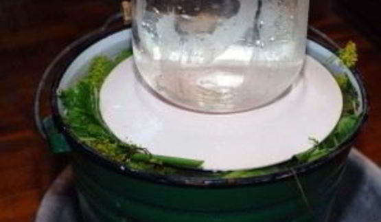 квашеные огурцы