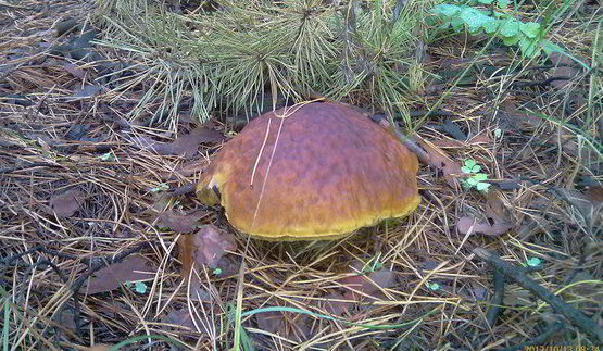 грибочки маринованные