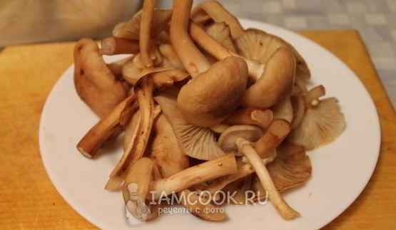маринование опят без стерилизации на зиму