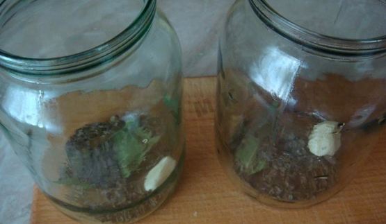 маринованные корнишоны на зиму