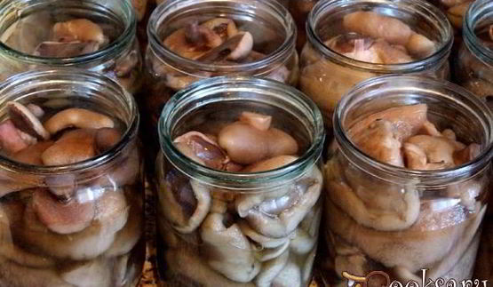 маринованные маслята на зиму