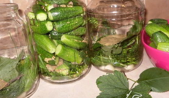 маринованные огурчики по-польски