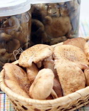 Маринованные опята на зиму