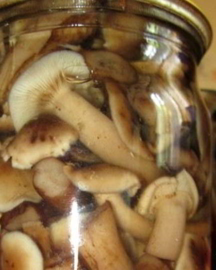 Рецепт маринованных опят с уксусом