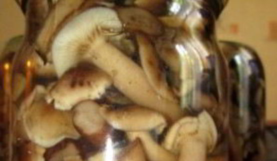 маринованные опята с уксусом