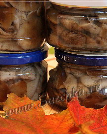 Рецепт маринованных опят