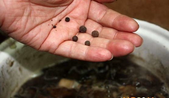 маринованные подосиновики и белые грибы