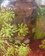 Маринованные подосиновики