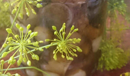 маринованные подосиновики