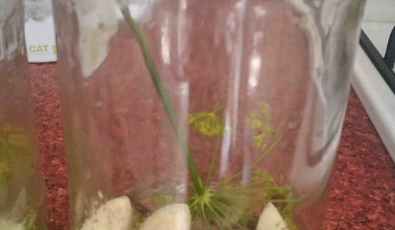 маринованные подосиновики