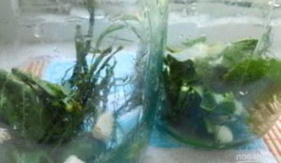 маринованные соленые огурцы