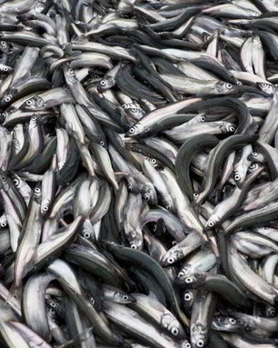 Мойва на зиму