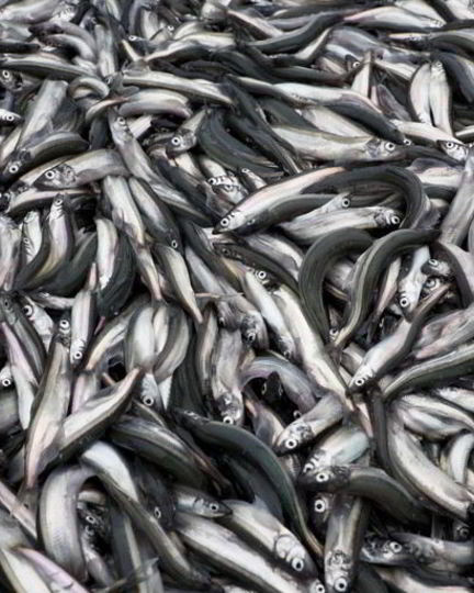 Рецепт мойвы на зиму