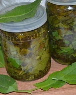 Щавель на зиму