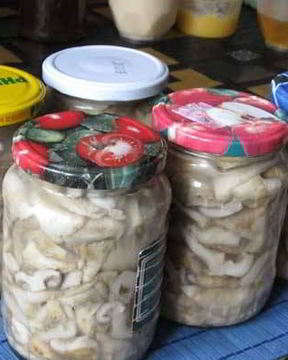 Соленые грузди в банках на зиму