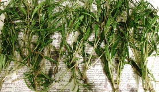 заготовка пряности — чабер, эстрагон