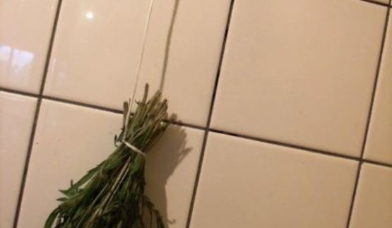 заготовка пряности — чабер, эстрагон