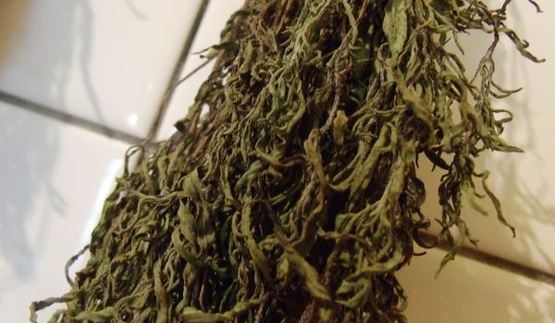 заготовка пряности — чабер, эстрагон