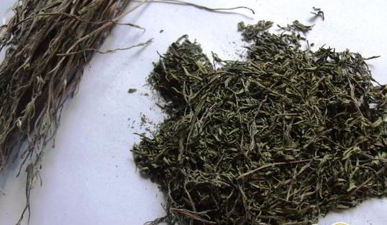 заготовка пряности — чабер, эстрагон